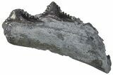 Bizarre Shark (Edestus) Jaw Section with Teeth - Carboniferous #269692-1